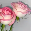 gulla_paeza0