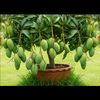 green.garden92