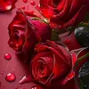 shwan.saeed63