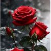 user8045234199151