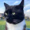 marquizthecat
