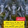 lakhder.norddine