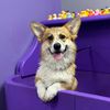 corgi.teo8
