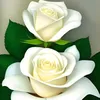 hussam.kalf0