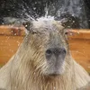 8capybarik8