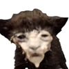 themonkey108