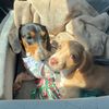 lildoxieduo