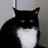 MaxwellBRGG
