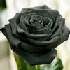 fleur.noir95