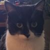 axelloveshiscatstella