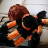spider.1231