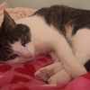 kitkait3spam