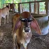 trâu già hút cỏ non