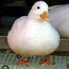 goose_wise