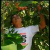 kardo.tambunan2008