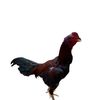 SekedarHoby🐓