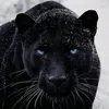 k_sultan8