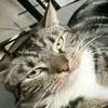 io_miao