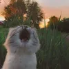 kultyrno_goose