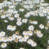user_papatya.5646