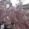 may.pyin.nyar