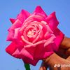 ashrafia0