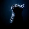 the_cat39