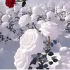 neige123_6