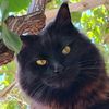 whiskyfluffy