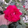 menna62914