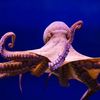 theoctopus69