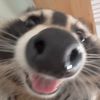 toe_sniffer_iii