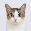 meekin.cat