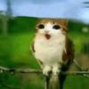 ◌ ✿ ᩙ◞ ׂ Meowl^_^ ◞ 𐦯ᩙ ᳝◜