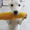 buunnepawz