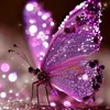 mimounaoulghazi20