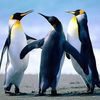 wael.osman02