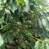 vidacaiipira