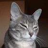 lordofthekitties