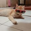 unang.budi
