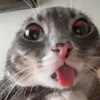rustzys_