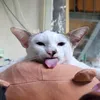 caybutchi_0