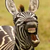 Zebra funny
