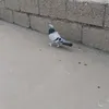 kotr_turki