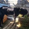 aksesberqurban