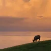 ribshot_backshots