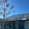 pedro.jet