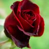 rhima.rhina