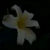 vi_ana13