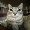 ryanrodrigues7873